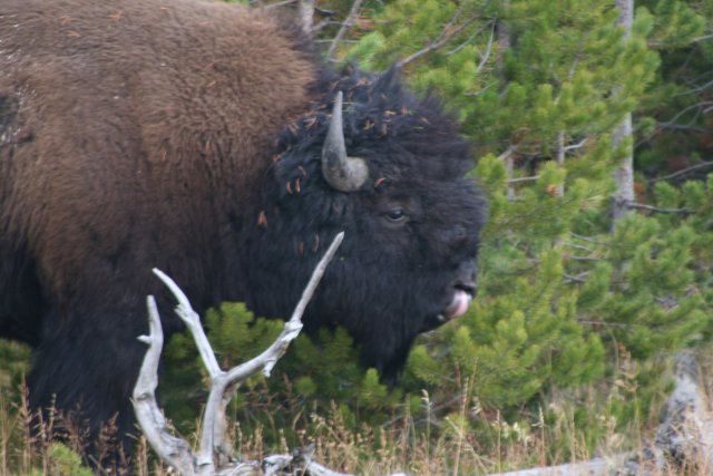 Bison
